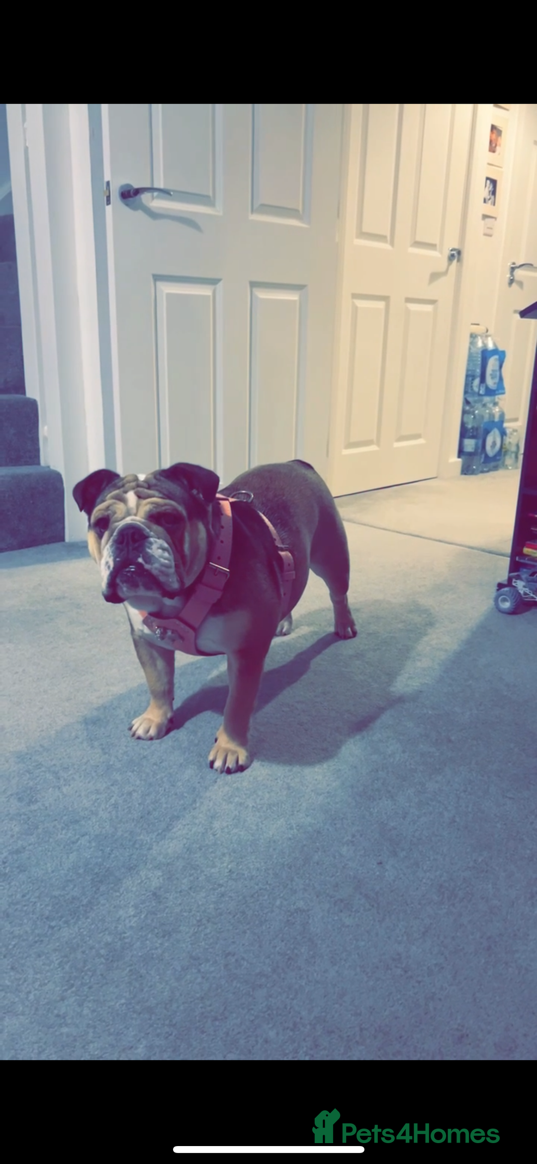 English Bulldog dogs for sale: English Bulldog KC registered Female for rehome - Image 2