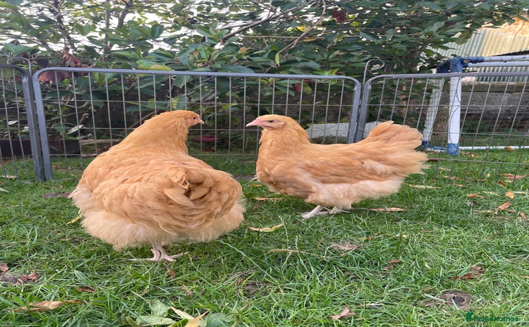 Chickens poultry - Advert 1