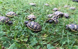 Hermann Tortoise reptiles for sale: Hermann's tortoise May 2025 hatched. - Image 1