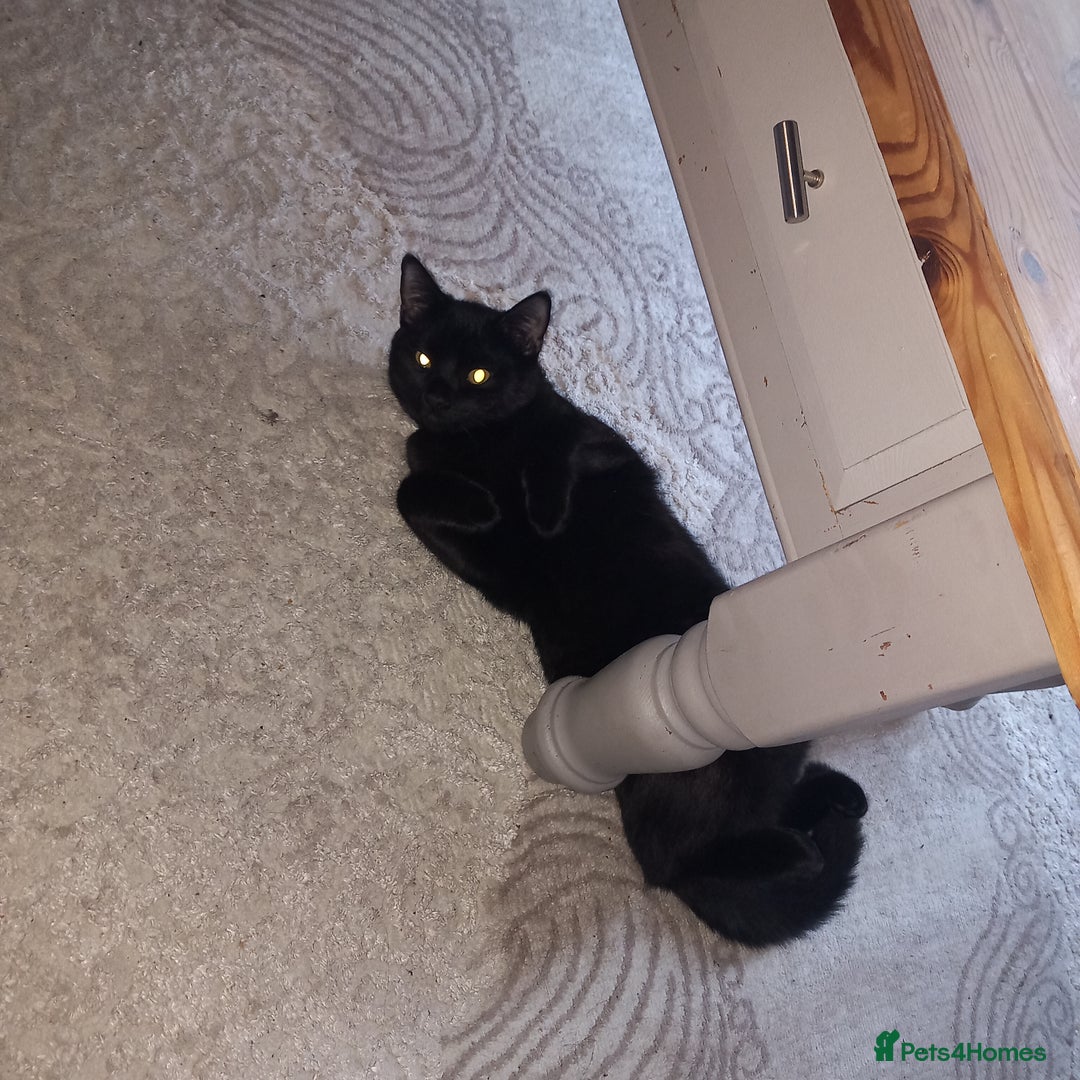 British Shorthair cats for sale: 2 British shorthair x  - Advert 3