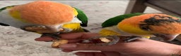 Parrots birds for sale: Tame bonded yellow thighed Caiques  - Advert 6