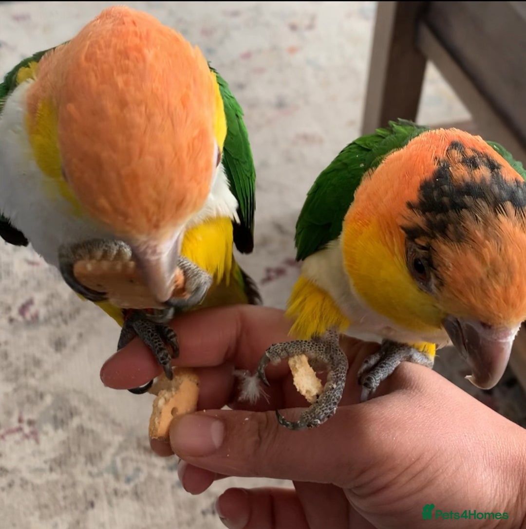 Parrots birds for sale: Tame bonded yellow thighed Caiques  - Advert 6