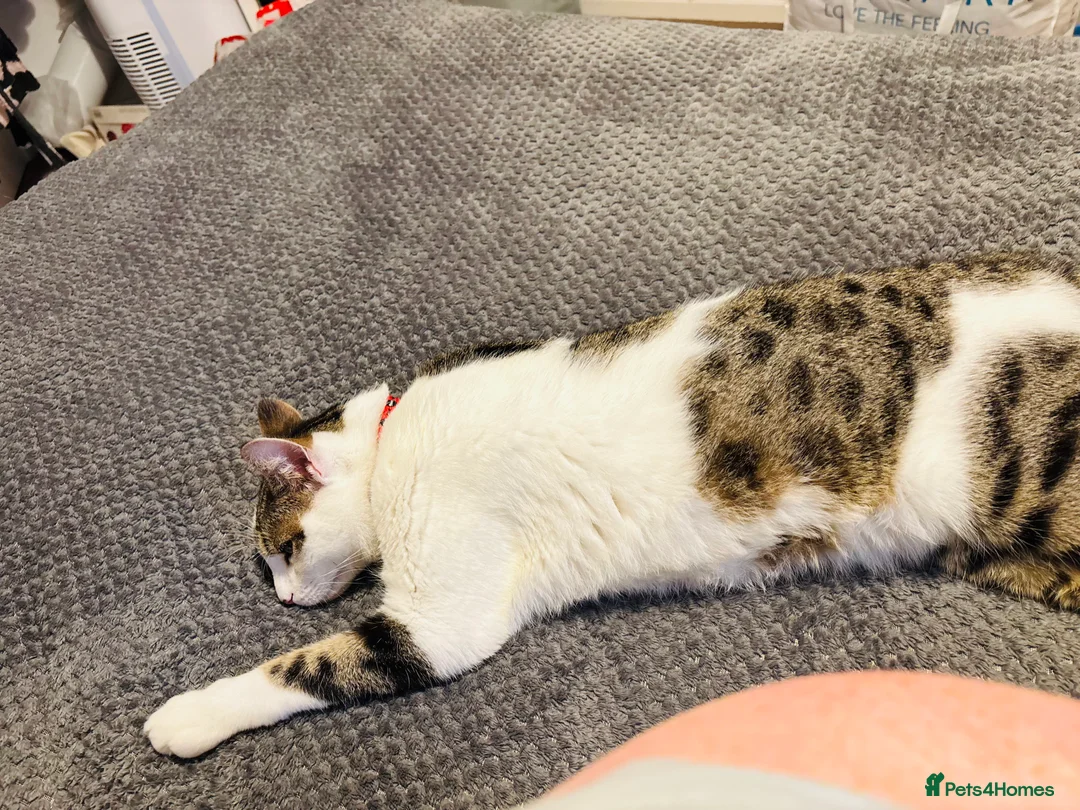 Mixed Breed cats for sale: 4 Year Old Neutered Male Cat in Derby - Advert 8