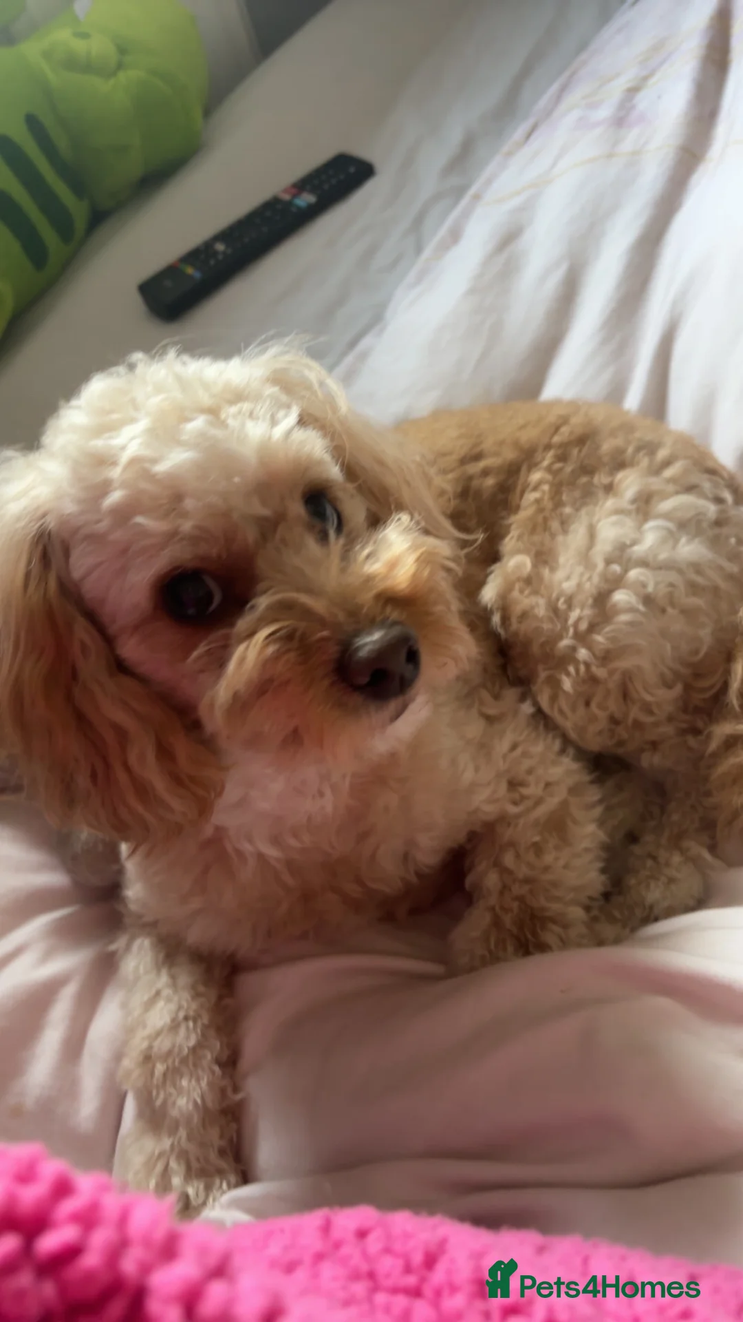Cavapoo dogs for stud: Meet Alfie. A cavapoo looking for a mate - Advert 4