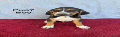 Beagle 7