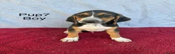 Beagle dogs for sale: Beautiful beagle puppies for sale  - Advert 3