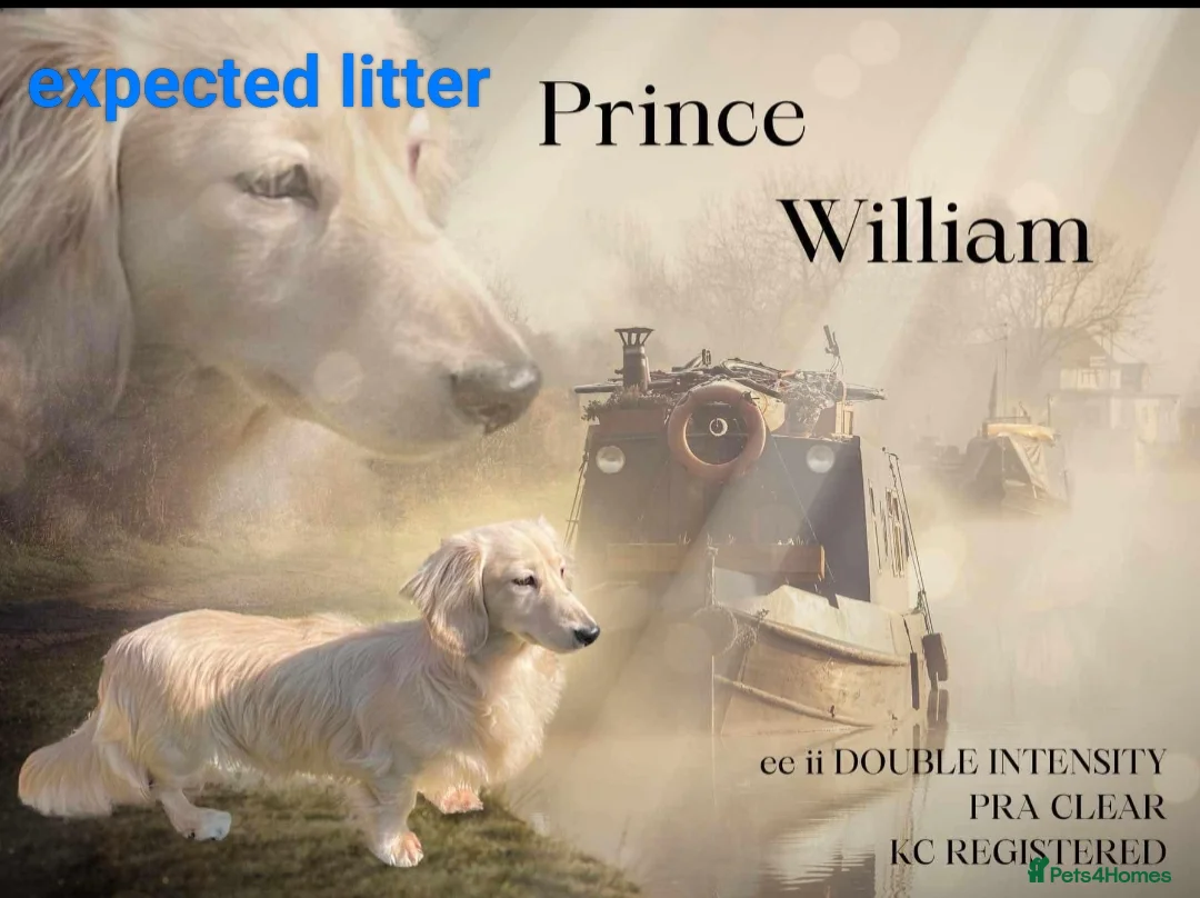 Miniature Dachshund dogs for sale: KC registered mini Longcoat dachshund - Advert 2