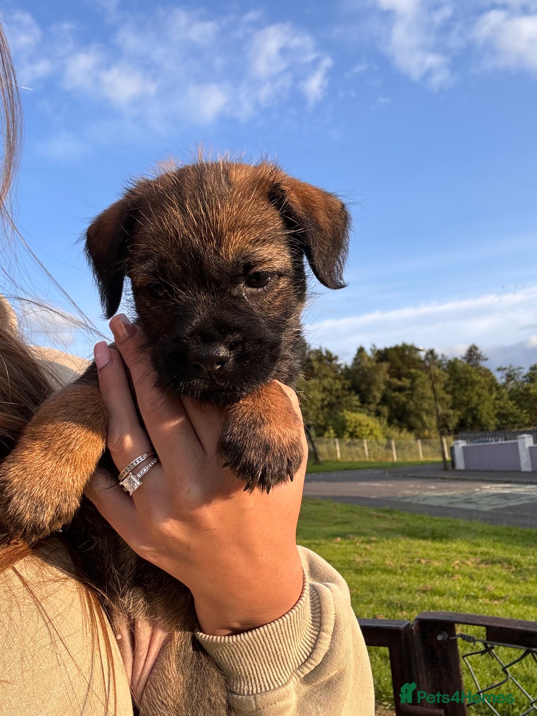 Border Terrier dogs for sale: Border Terrier puppy x1 boy - Image 8