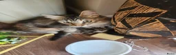 Maine Coon cats for sale: Ginger /silver / white  female  - Advert 20