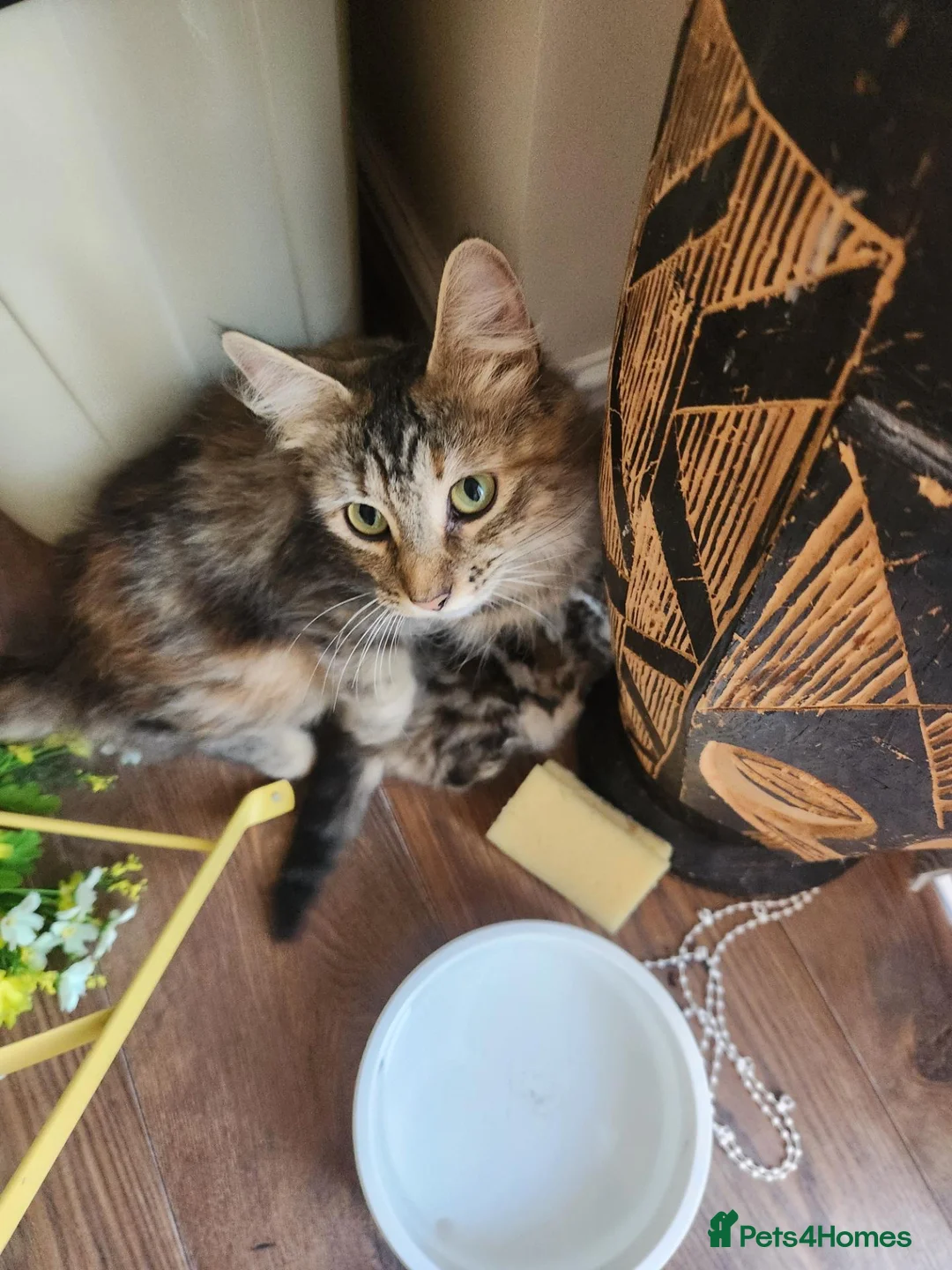 Maine Coon cats for sale: Ginger /silver / white  female  - Advert 20