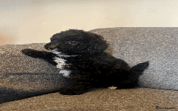 Toy Poodle dogs for sale: 2 Male Pure Toy Poodle Pups - Image 5