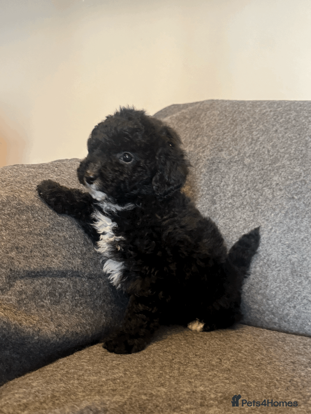 Toy Poodle dogs for sale: 2 Male Pure Toy Poodle Pups - Image 5