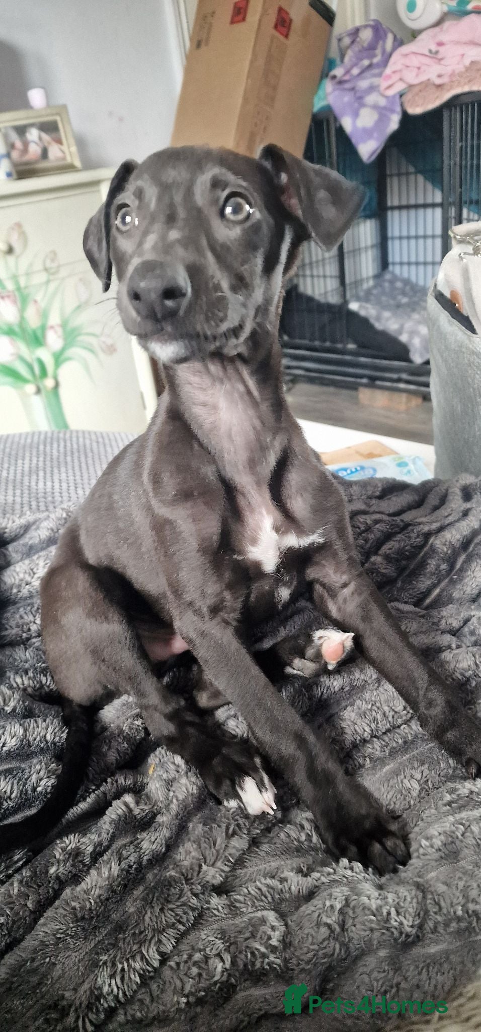 Whippet dogs Whippet puppies for sale - Advert 12