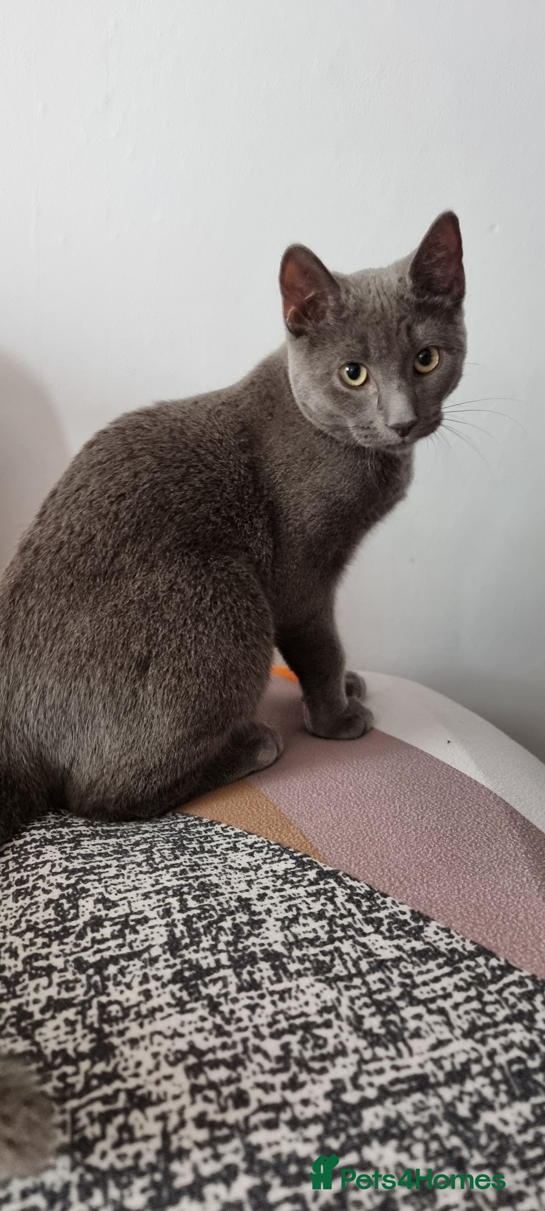 Russian Blue cats for sale: Blue Russian cross  - Advert 2