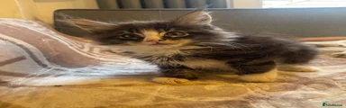 Maine Coon 7