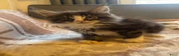 Maine Coon cats for sale: Maine coon - Advert 9