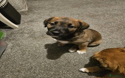 Mixed Breed dogs for sale: Adorable Lurcher Cross Puppies Available! - Image 6