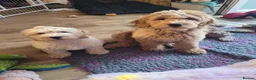 Goldendoodle dogs for sale: Goldendoodle female seeks fab new home - Advert 8