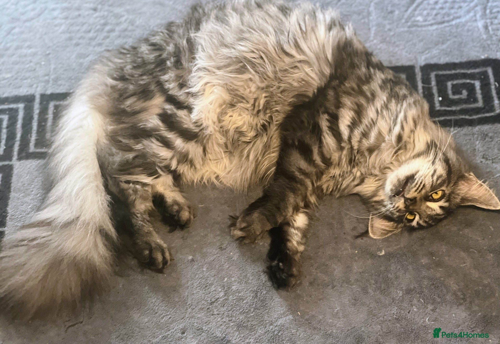 Maine Coon cats Maine coon girl 8 mths - Advert 2