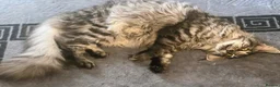 Maine Coon cats for sale: Maine coon girl 8 mths - Advert 1