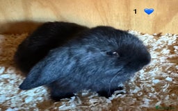 French Lop rabbits for sale: French lop - Image 5