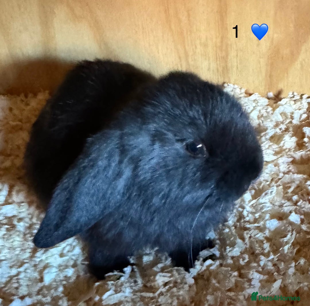 French Lop rabbits for sale: French lop - Image 5