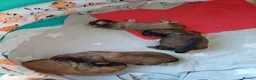 Shih Tzu dogs for sale: KARASHISHI IMPERIAL SHIH TZU PUPPIES 💕🐾 - Advert 3
