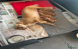 Cocker Spaniel dogs for sale: Beautiful KC Reg Working Cocker Pups - Image 4