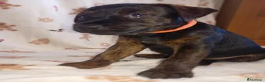Patterdale Terrier 4