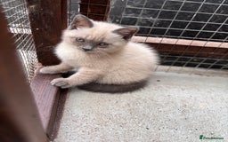 British Shorthair cats for sale: British shorthair GGCF Blue colourpoint kittens  - Image 4