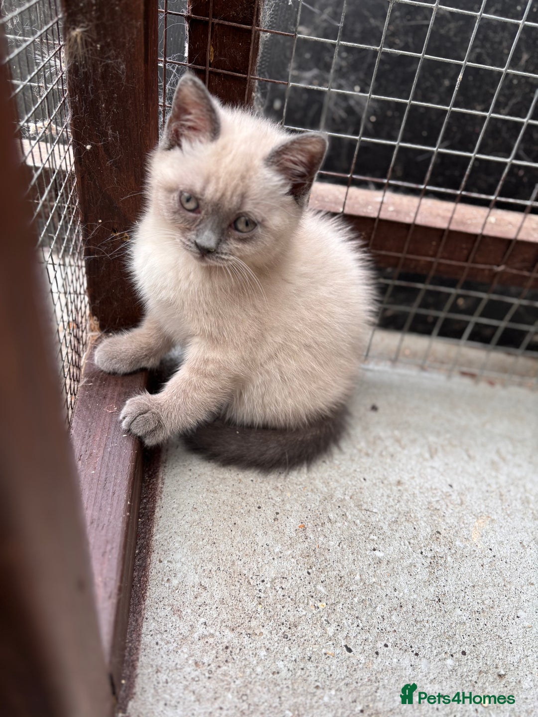 British Shorthair cats for sale: British shorthair GGCF Blue colourpoint kittens  - Image 4