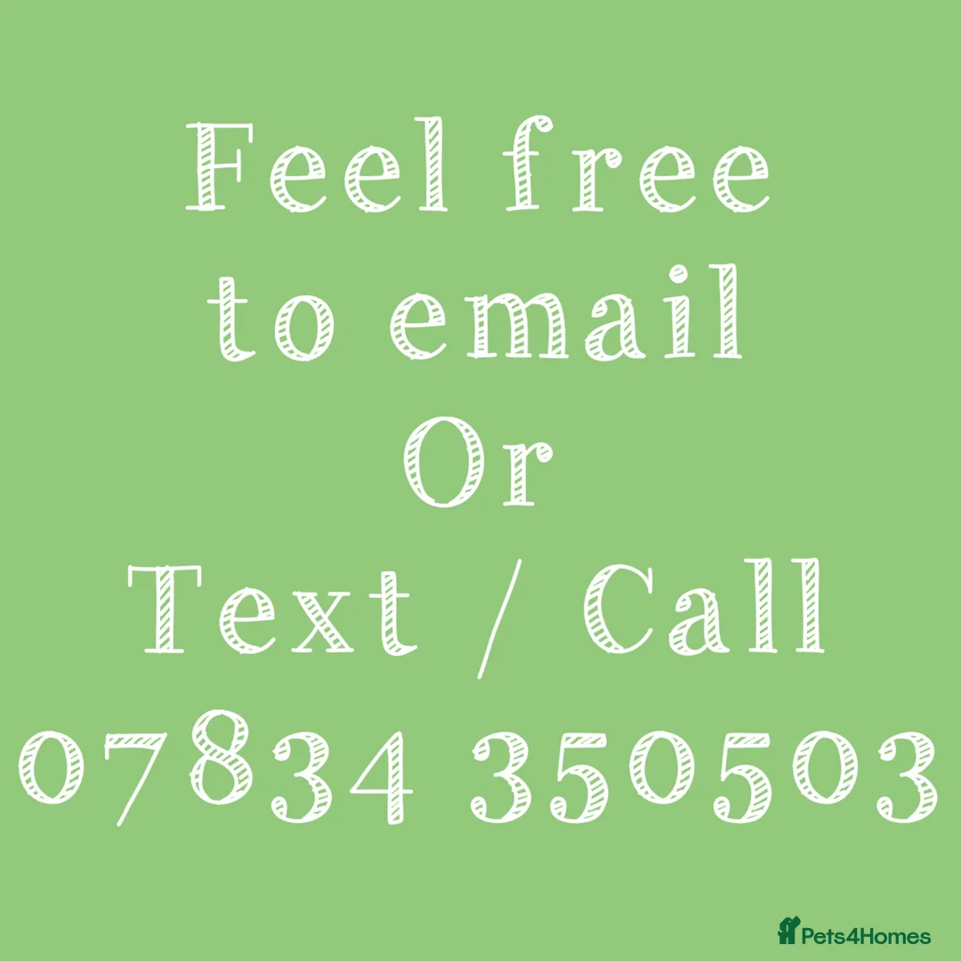 Cocker Spaniel dogs for stud: LUDO - GOLDEN Show Cocker Pedigree Stud TOP Tested in Bradford-on-Avon - Advert 3