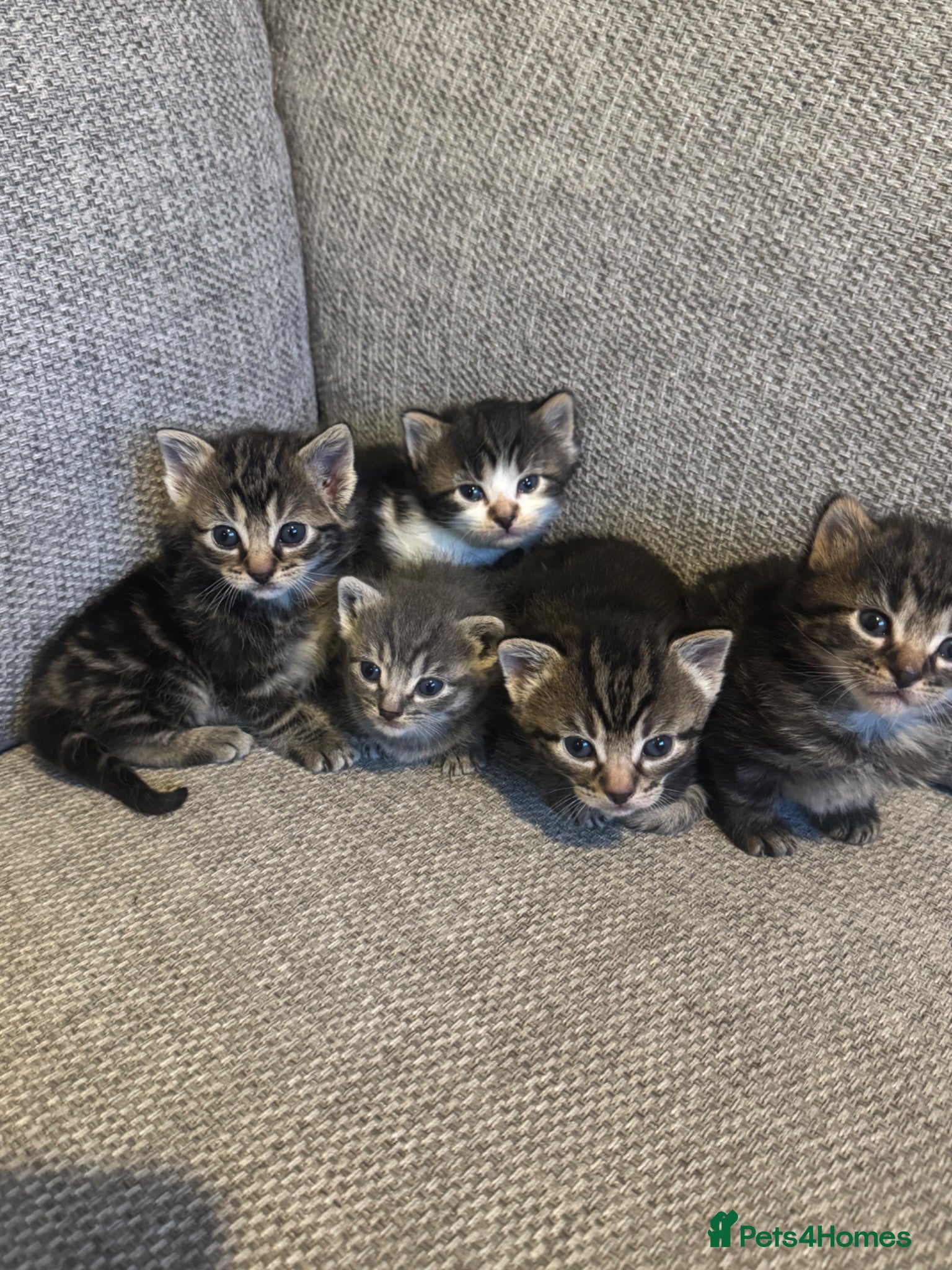 Mixed Breed cats Long and short hair kittens ready in 2 weeks  - Advert 1