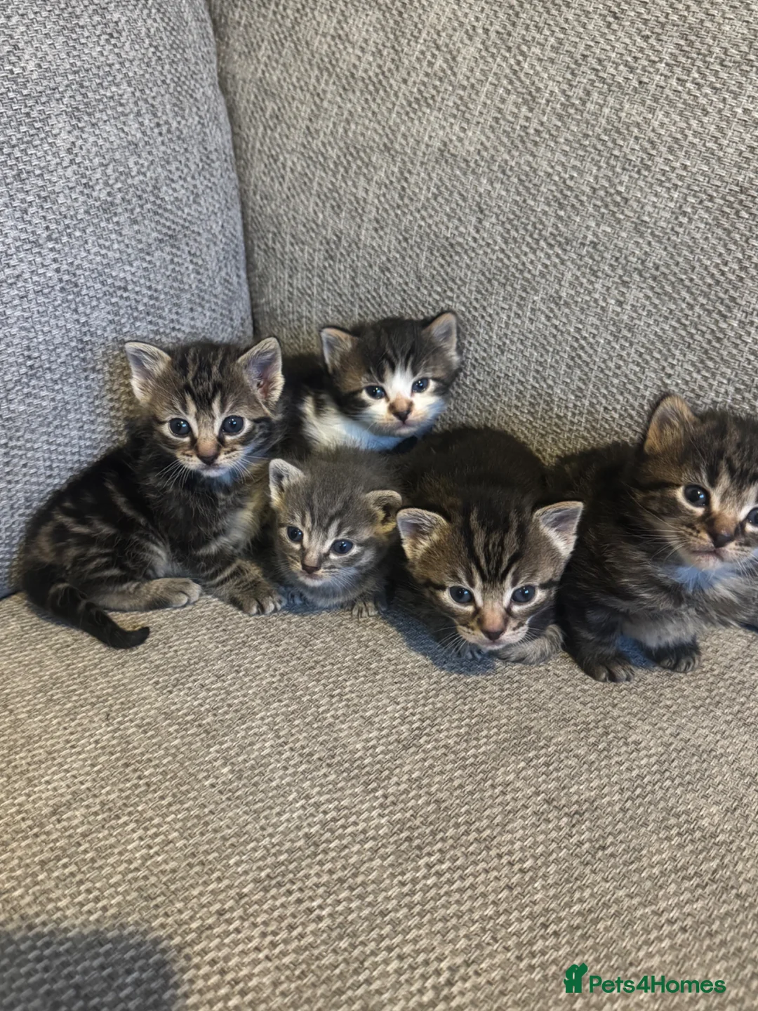 Mixed Breed cats for sale: Long and short hair kittens ready in 2 weeks  in Eastleigh - Advert 1