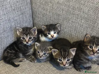 Mixed Breed cats Long and short hair kittens ready in 2 weeks - Advert 1
