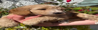 Cockapoo 2
