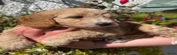 Cockapoo dogs for sale: F1 Cockapoo - Advert 7