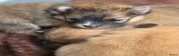 Pomeranian dogs for sale: 3 Beautiful Pomeranian Girls💕 - Advert 14