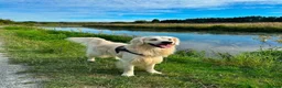 Golden Retriever dogs for sale: Outstanding KC Reg Golden Retriever Puppies - Advert 23
