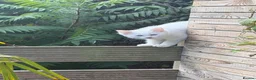 Ragdoll cats for sale: Super rare cute cuddly confident ragdoll kittens in Bexhill-on-Sea - Advert 27