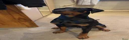 Dobermann dogs for sale: Doberman puppy  in Bradford - Advert 1