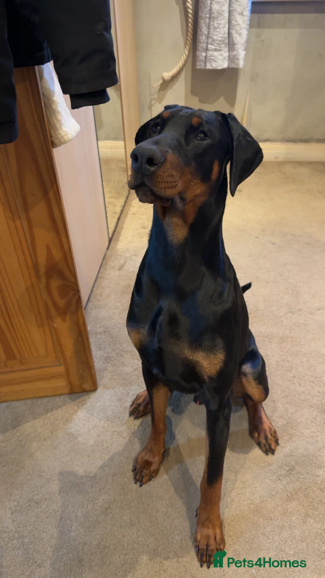 Dobermann dogs for sale: Doberman puppy  in Bradford - Advert 1