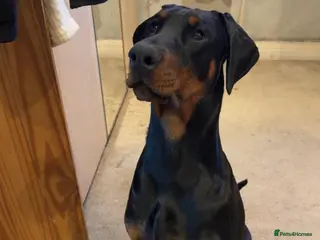 Dobermann dogs Doberman puppy in Bradford - Advert 6