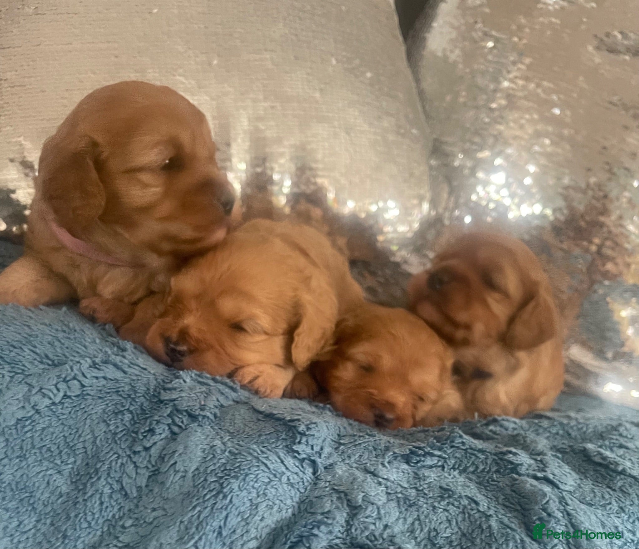 Cavapoo dogs Cavapoo puppies, absolutely gorgeous (F1 Red)   - Advert 2