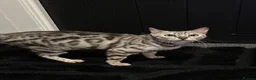 Bengal cats for sale: Stunning Silver Bengal Female! (TICA) - Advert 5