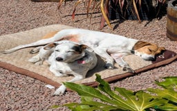 Mixed Breed dogs for adoption: Callie Looking For Her Forever Home - Image 4