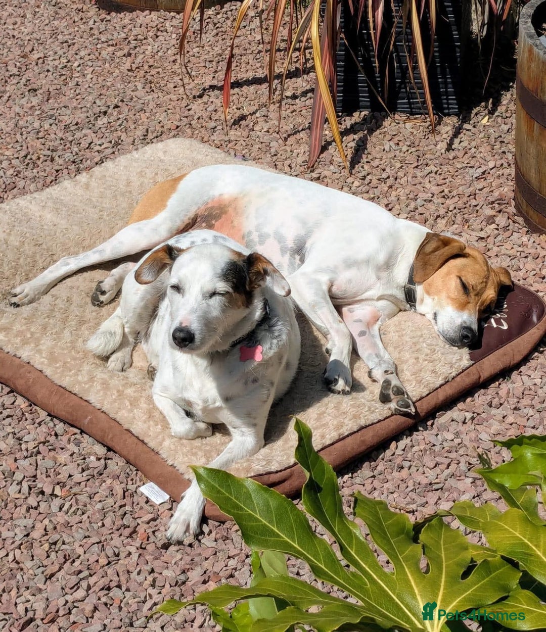 Mixed Breed dogs for adoption: Callie Looking For Her Forever Home - Image 4