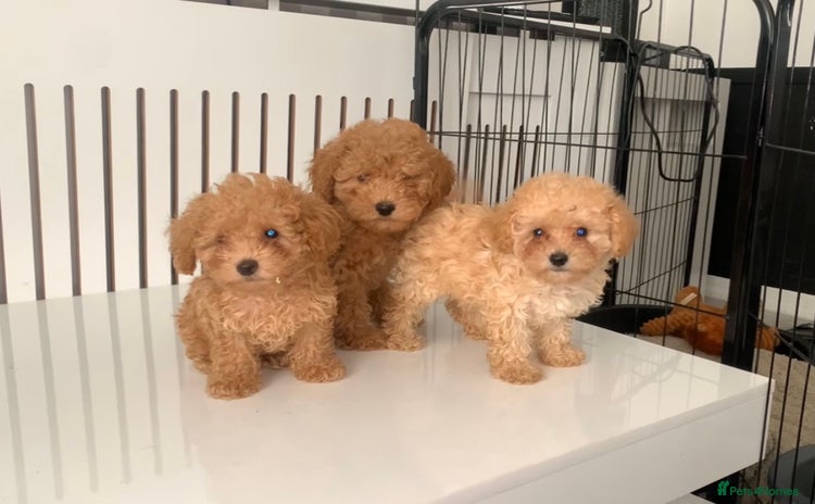 Poochon dogs - Advert 1