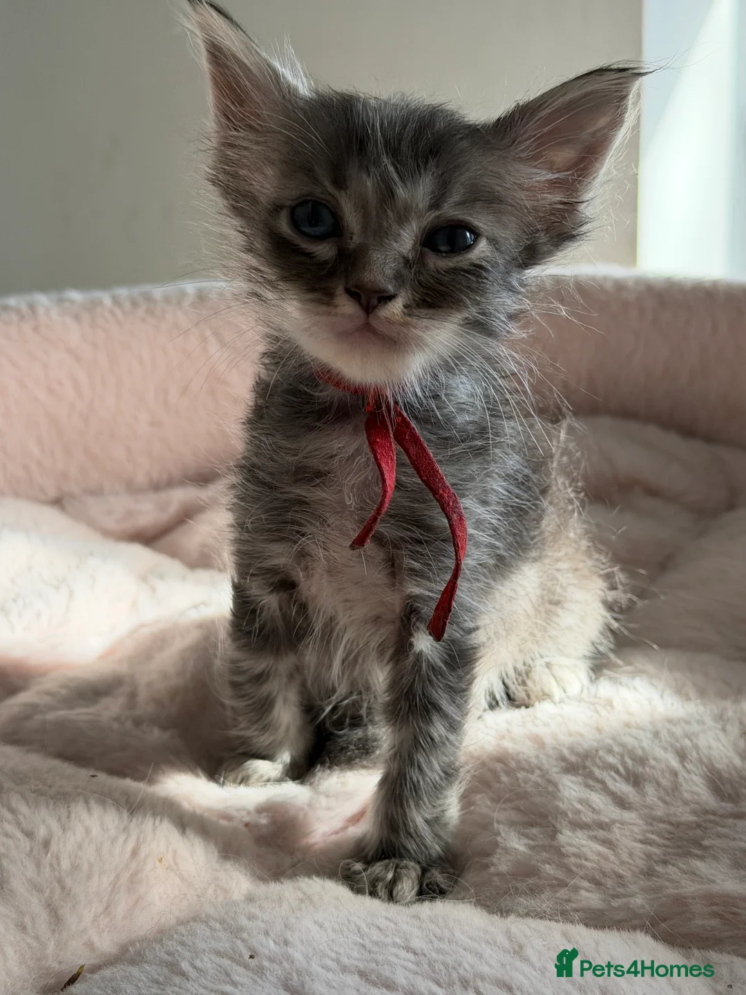 Ragcoon cats for sale: 6 beautiful Ragdoll X Maine coon kittens  - Advert 1