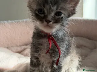 Ragcoon cats 6 beautiful Ragdoll X Maine coon kittens - Advert 16